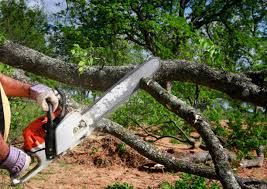 Best Root Management and Removal  in Rosemead, CA