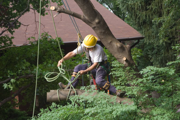 Best Storm Damage Tree Cleanup  in Rosemead, CA