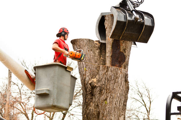 Best Tree Risk Assessment  in Rosemead, CA